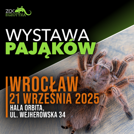 Wystawa pająków - Wrocław
